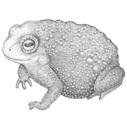 Toad Drawing Stunning Sketch