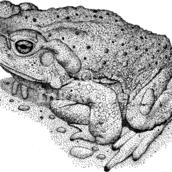 Toad Drawing Unique Art