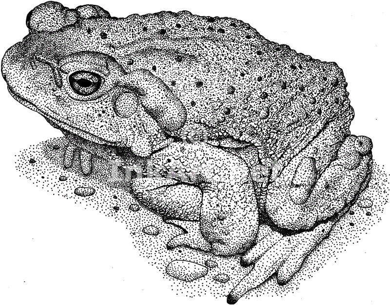 Toad Drawing Unique Art
