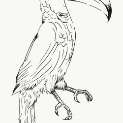 Toucan Drawing