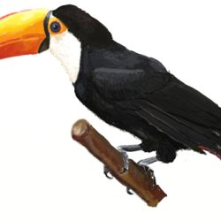 Toucan Drawing Amazing Sketch