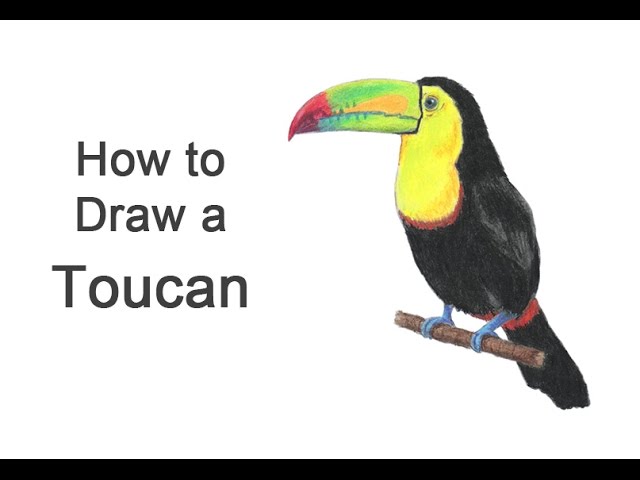 Toucan Drawing Art