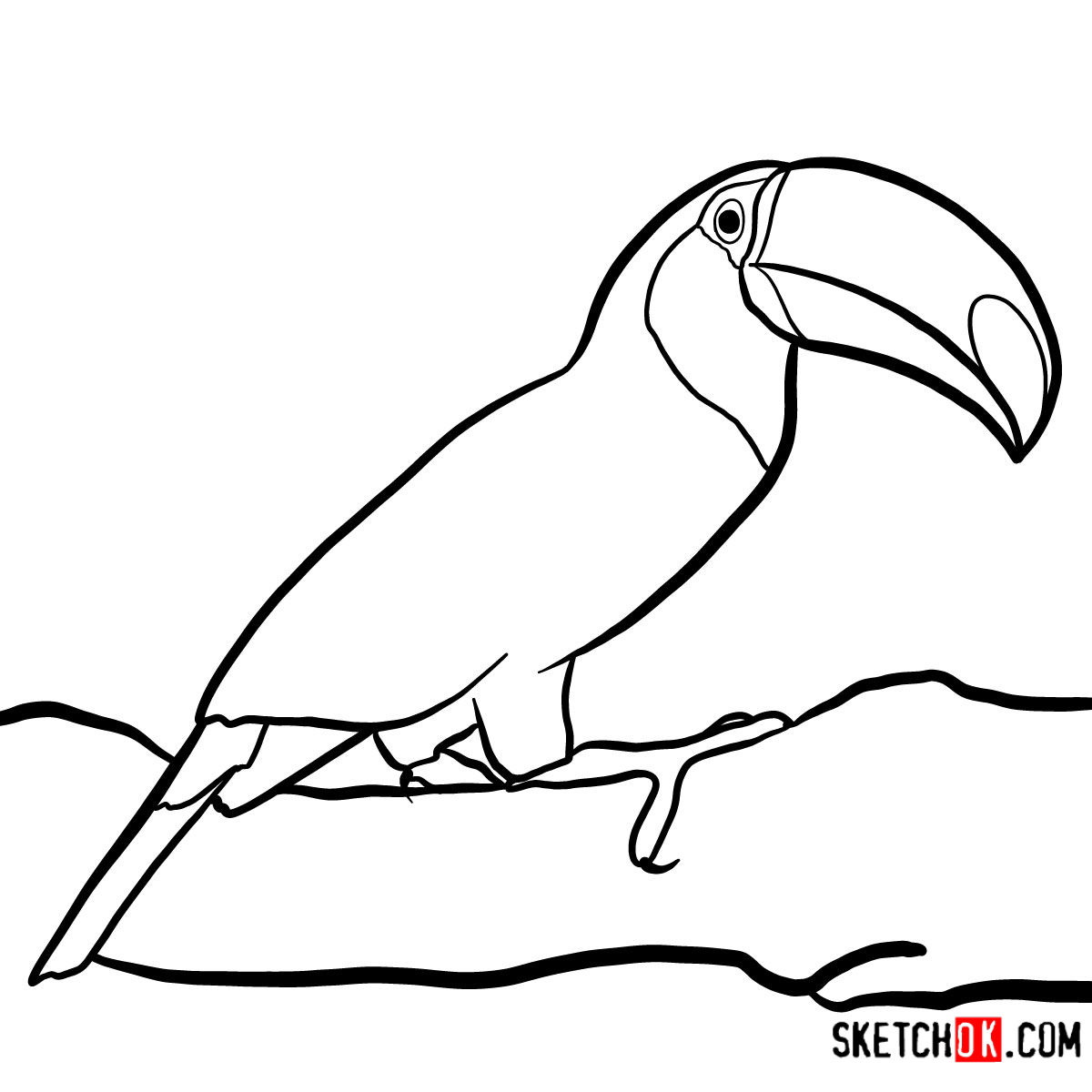 Toucan Drawing Artistic Sketching