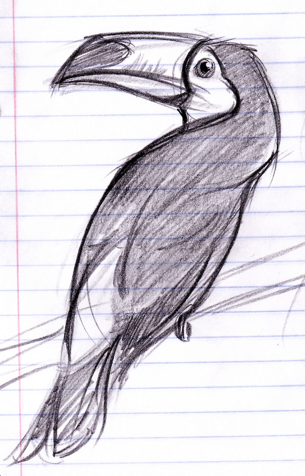 Toucan Drawing Detailed Sketch