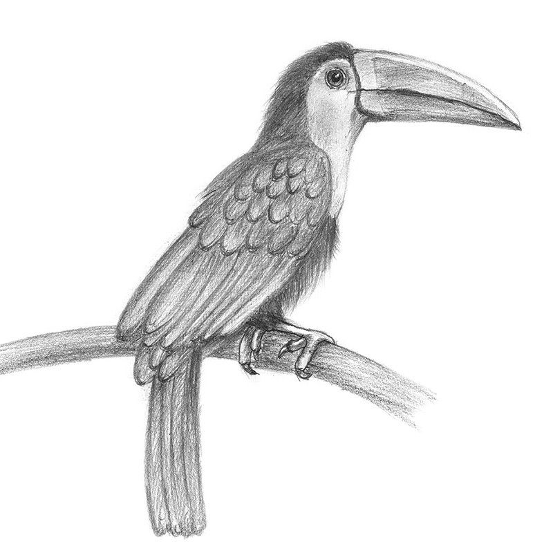 Toucan Drawing Hand drawn
