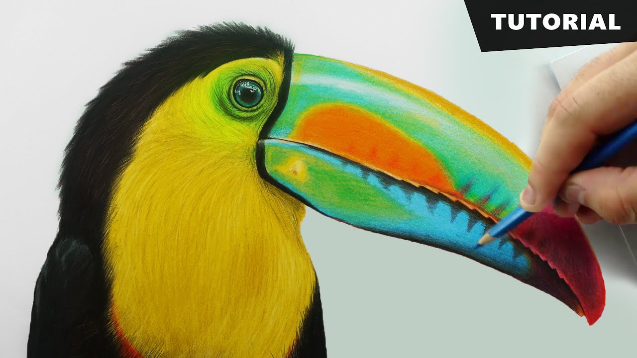Toucan Drawing Hand drawn Sketch