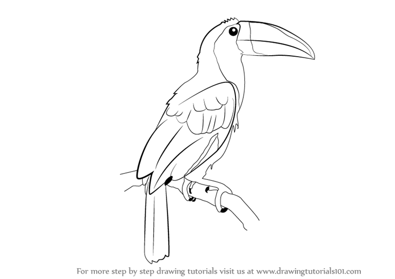 Toucan Drawing Modern Sketch