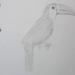Toucan Drawing Realistic Sketch