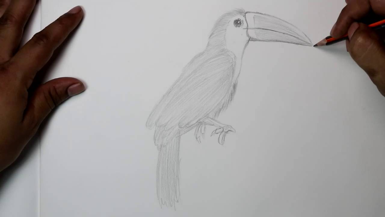 Toucan Drawing Realistic Sketch