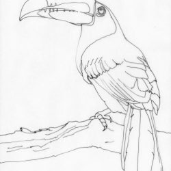 Toucan Drawing Sketch