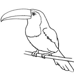 Toucan Drawing Stunning Sketch