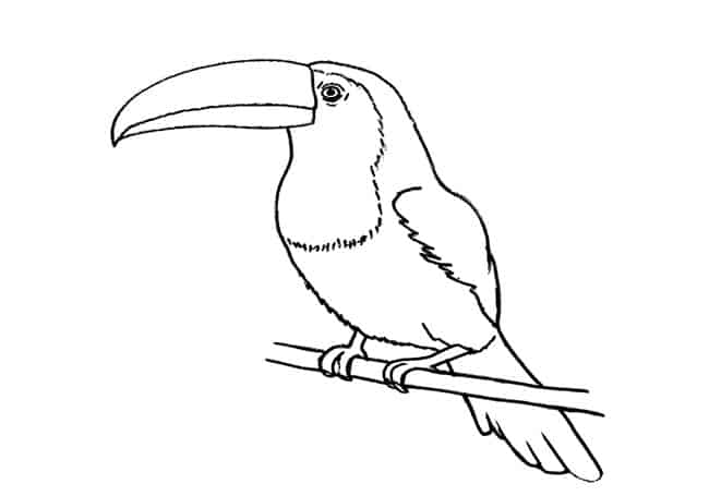 Toucan Drawing Stunning Sketch