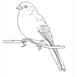 Towhee Drawing