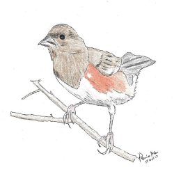 Towhee Drawing Amazing Sketch