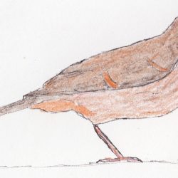 Towhee Drawing Artistic Sketching