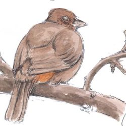 Towhee Drawing Creative Style