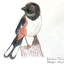 Towhee Drawing Detailed Sketch