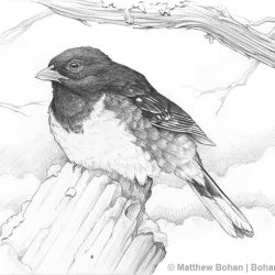 Towhee Drawing Fine Art