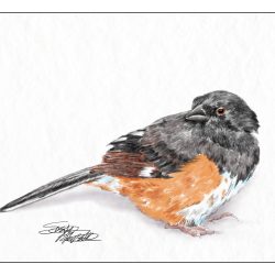 Towhee Drawing Hand drawn