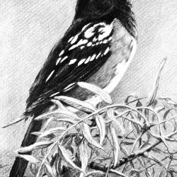 Towhee Drawing Image