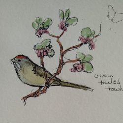 Towhee Drawing Modern Sketch