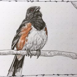 Towhee Drawing Picture