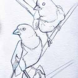 Towhee Drawing Realistic Sketch