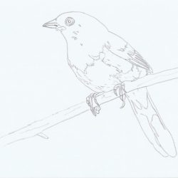 Towhee Drawing Sketch