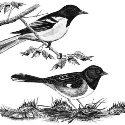 Towhee Drawing Stunning Sketch