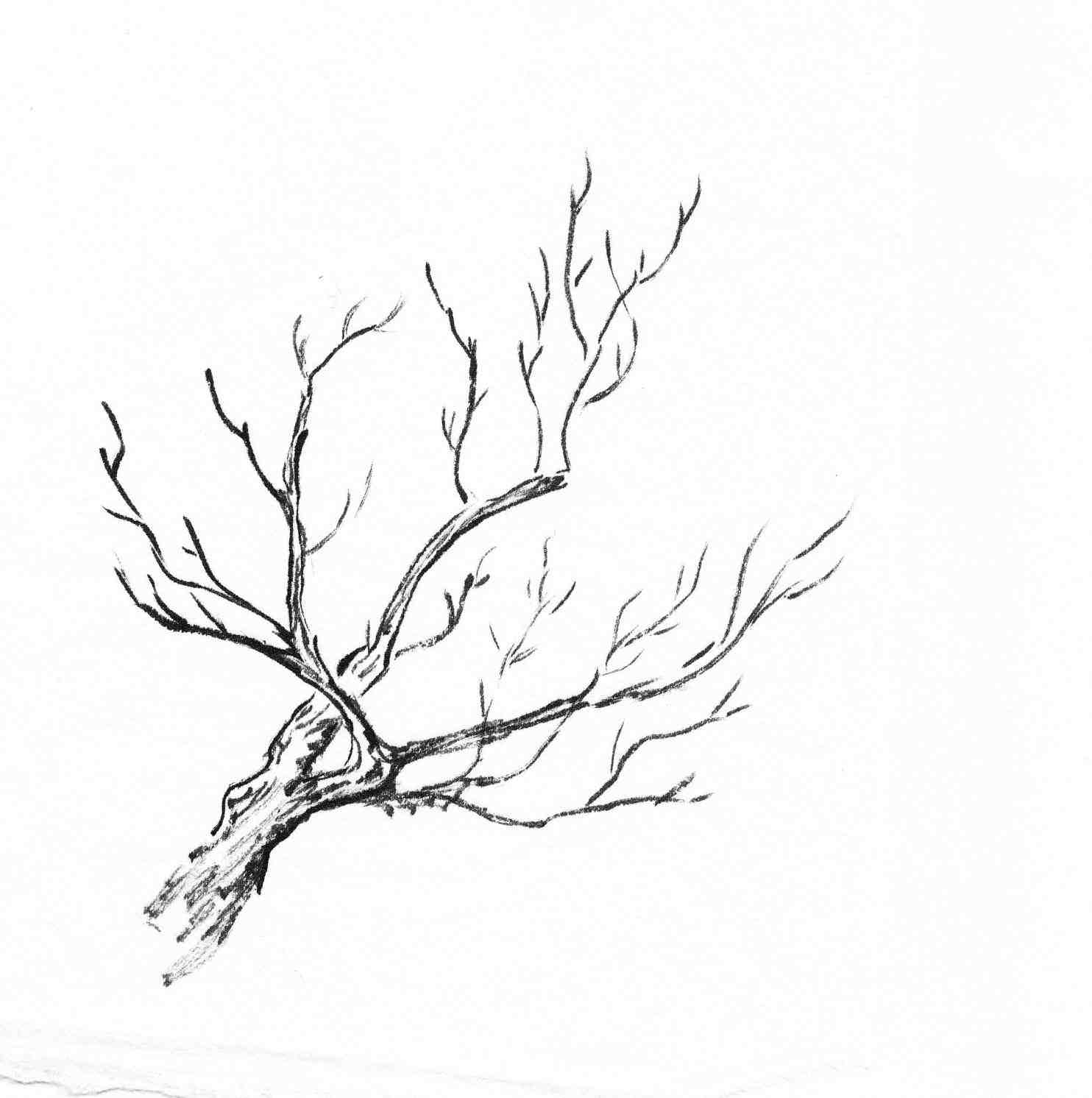 Tree Branch Drawing Amazing Sketch