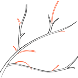 Tree Branch Drawing Hand Drawn