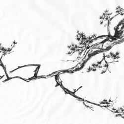 Tree Branch Drawing Picture