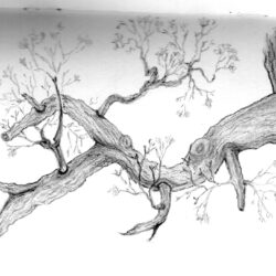 Tree Branch Drawing Sketch