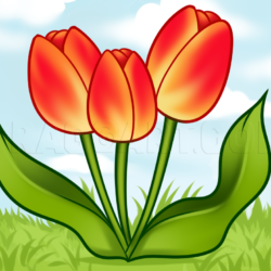 Tulips Drawing Art