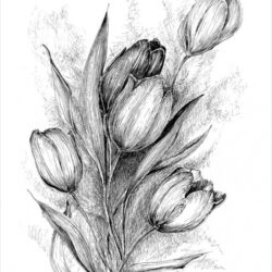 Tulips Drawing Artistic Sketching