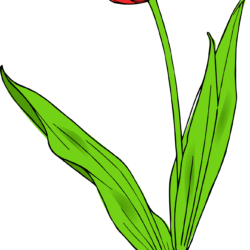 Tulips Drawing Creative Style