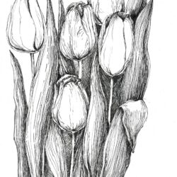 Tulips Drawing Detailed Sketch