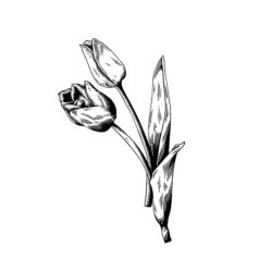 Tulips Drawing Fine Art