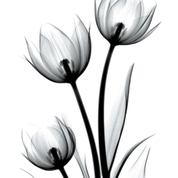 Tulips Drawing Hand Drawn