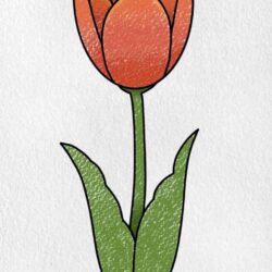 Tulips Drawing Hand Drawn Sketch