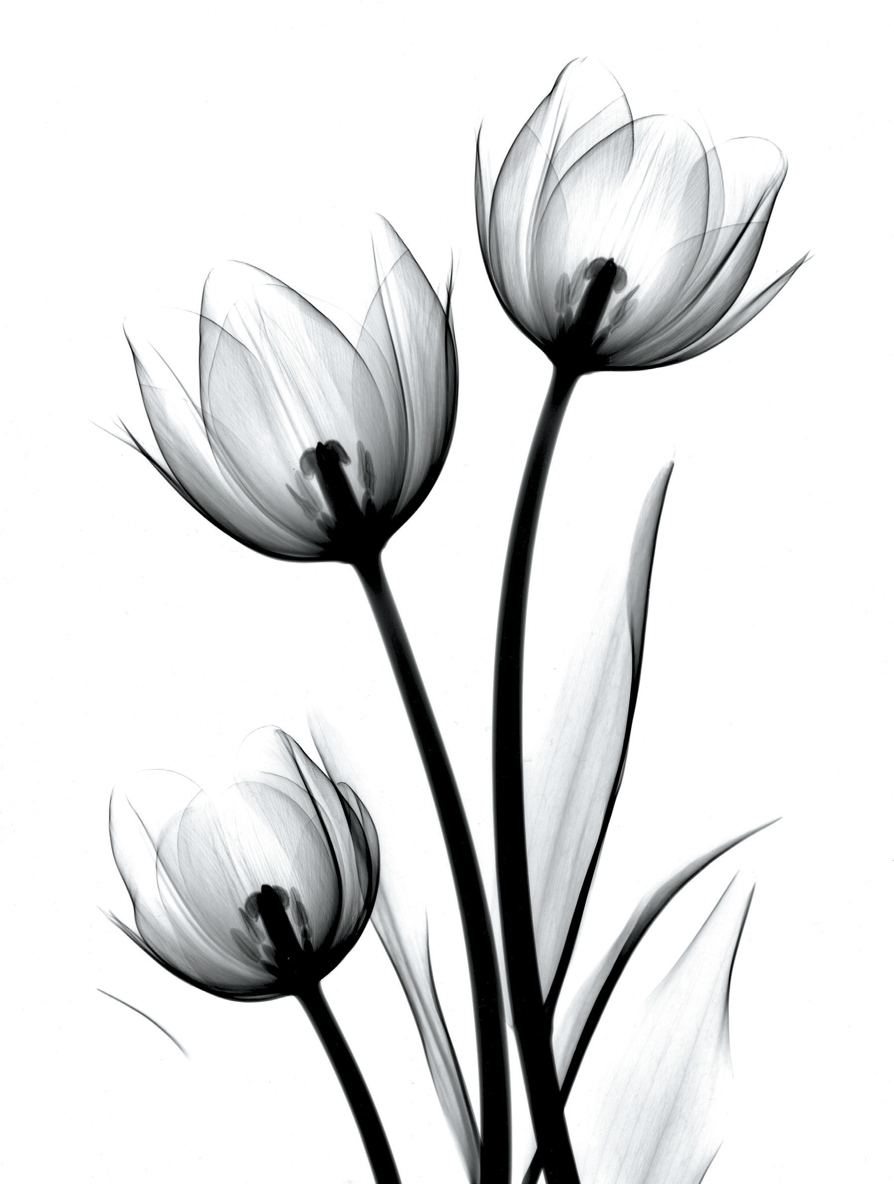 Tulips Drawing Hand Drawn
