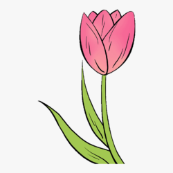 Tulips Drawing Image