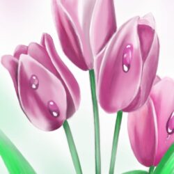 Tulips Drawing Modern Sketch