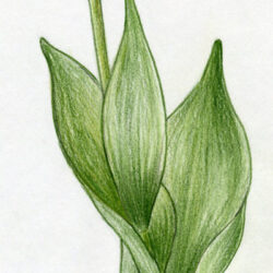 Tulips Drawing Sketch