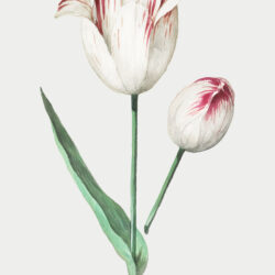 Tulips Drawing Stunning Sketch