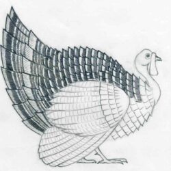 Turkey Drawing Amazing Sketch