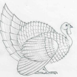 Turkey Drawing Hand Drawn Sketch