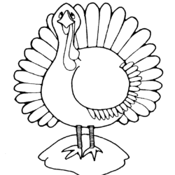 Turkey Drawing Professional Artwork