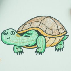 Turtle Drawing Amazing Sketch