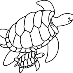 Turtle Drawing Artistic Sketching